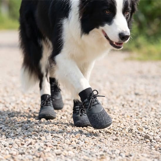 border collie marchant sur gravier avec chaussure chien lacets ajustables