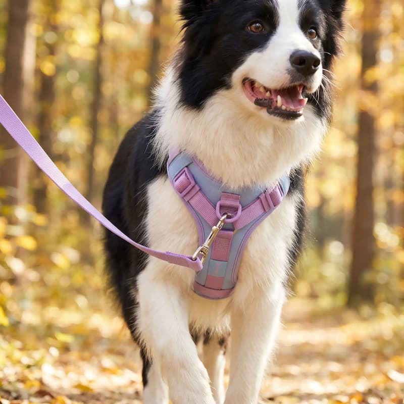 border collie portant harnais chien anti traction anneau frontal