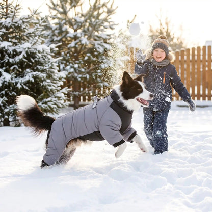 border collie portant manteau pour chien joue dans neige enfant