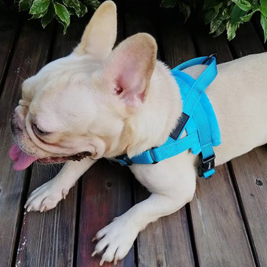 bouledogue allonge harnais pour chien bleu