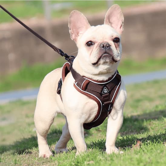 bouledogue avec harnais anti traction chien marron et laisse