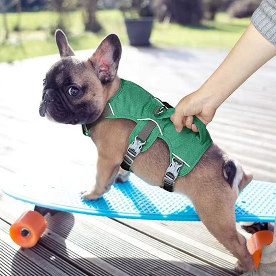bouledogue avec harnais chien vert sur skateboard