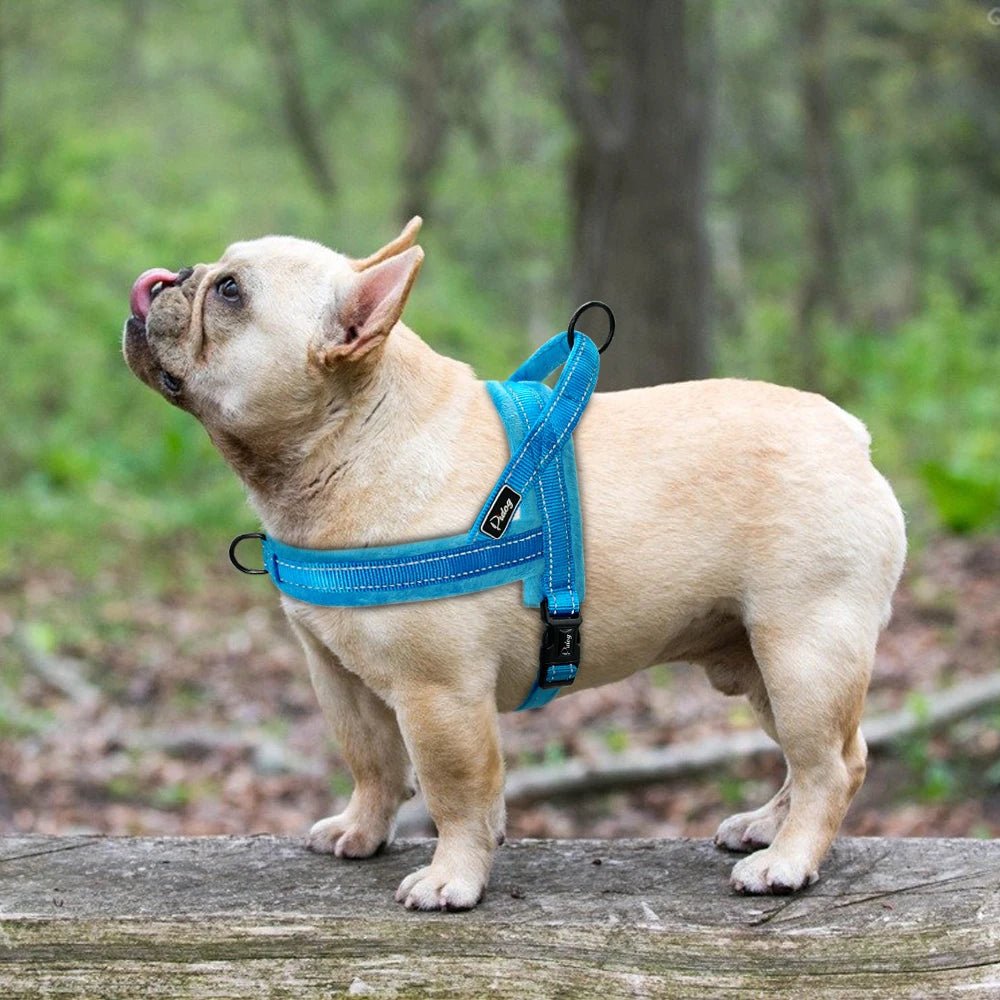 bouledogue dans la foret harnais pour chien bleu