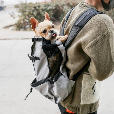 bouledogue dans sac a dos pour chien gris sur homme