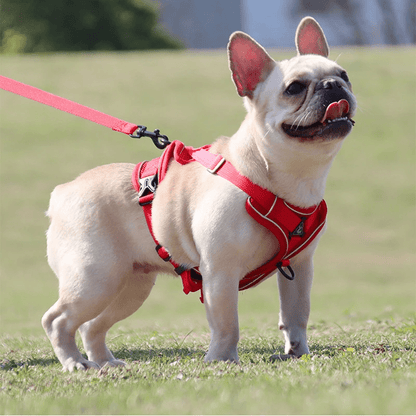 bouledogue debout dans l herbe avec harnais anti traction chien rouge