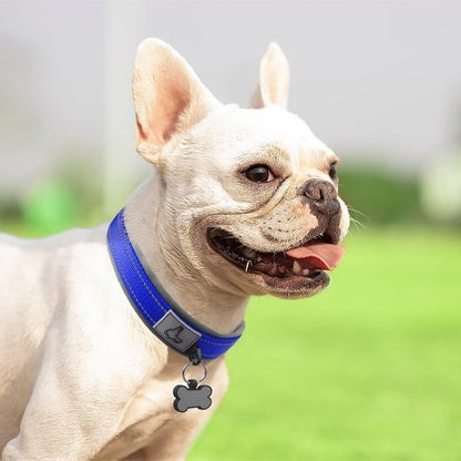 bouledogue debout herbe avec collier chien bleu profond