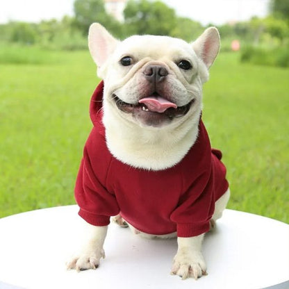 bouledogue francais assis de face avec pull pour chien rouge