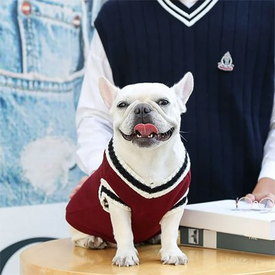 bouledogue francais assis de face portant pull pour chien bordeaux