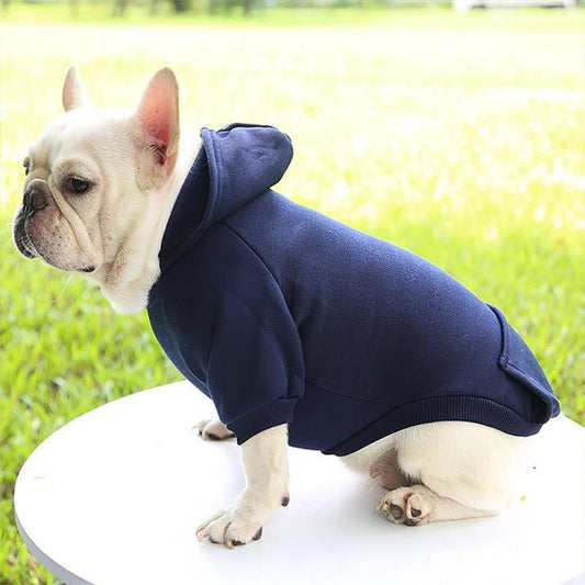 bouledogue francais assis de profil avec pull pour chien bleu