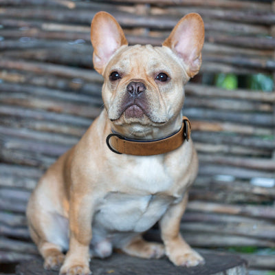 bouledogue francais assis portant collier pour chien camel