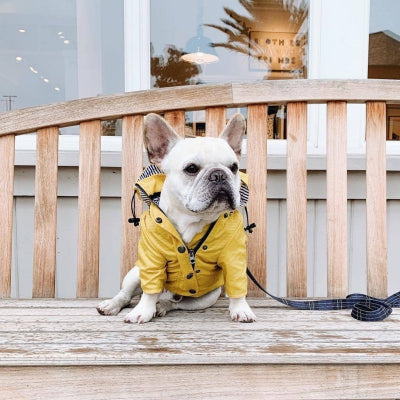 bouledogue francais assis sur banc avec imperméable chien jaune