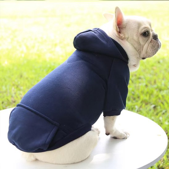 bouledogue francais de dos avec pull pour chien bleu marine