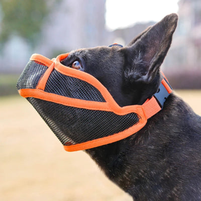 bouledogue francais de profil avec museliere pour chien orange