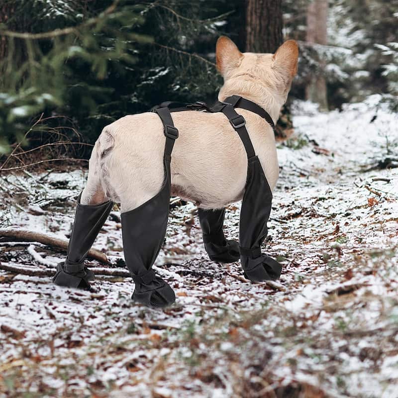 bouledogue français marche dans neige forêt avec bottes chien bretelles