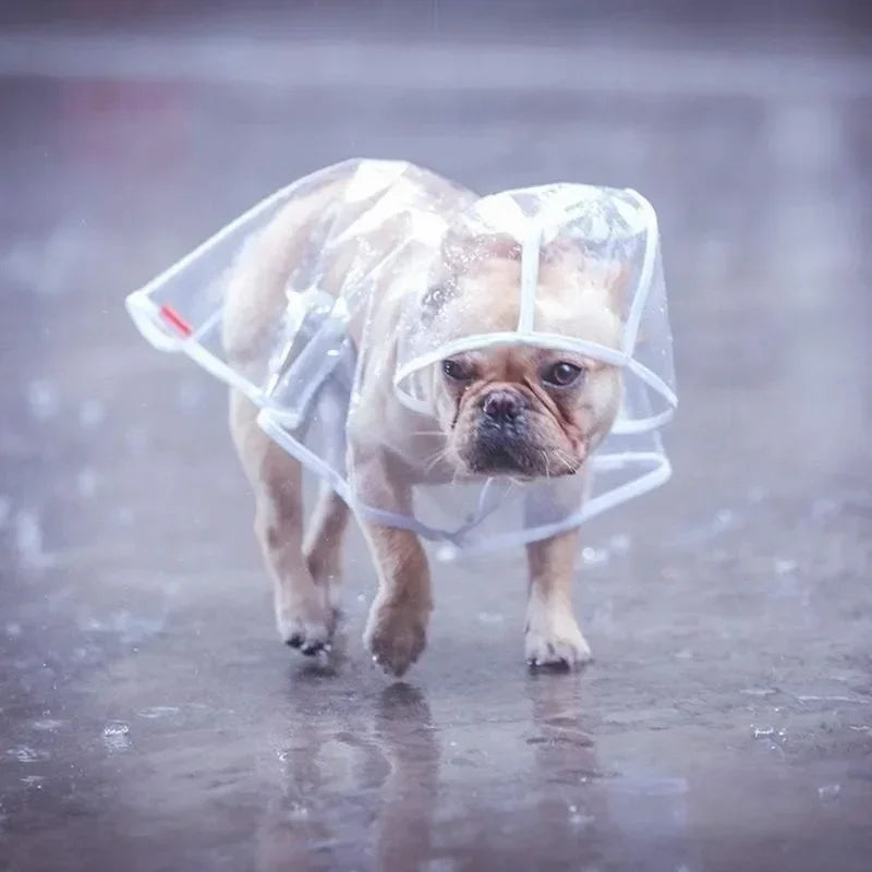 bouledogue francais marche sous pluie avec imperméable chien