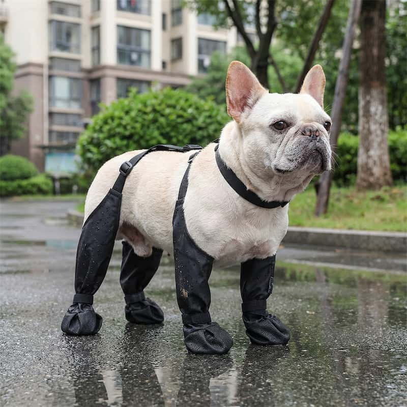 bouledogue français portant bottes chien noir sur route mouillée