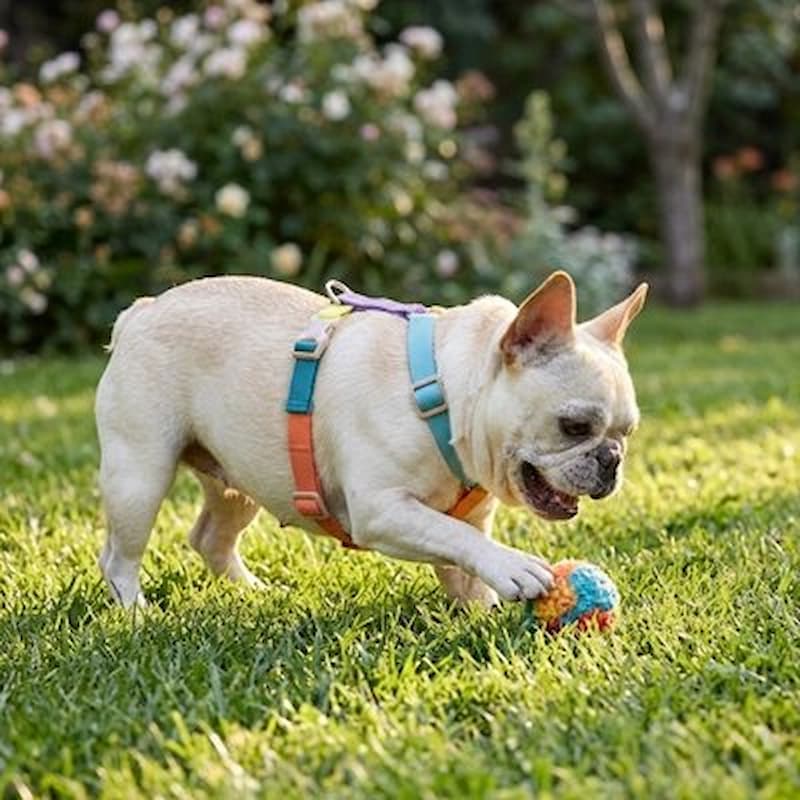 bouledogue français portant harnais chien en H joue dans jardin