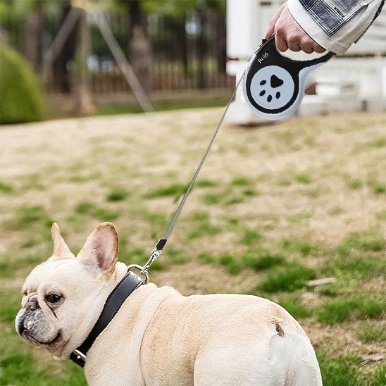 bouledogue francais promenade parc laisse enrouleur noir