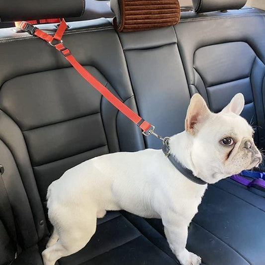 bouledogue francais sur siege voiture attache avec laisse chien rouge