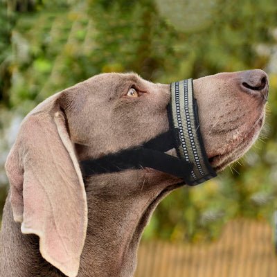 braque de weimar de profil avec museliere chien kaki