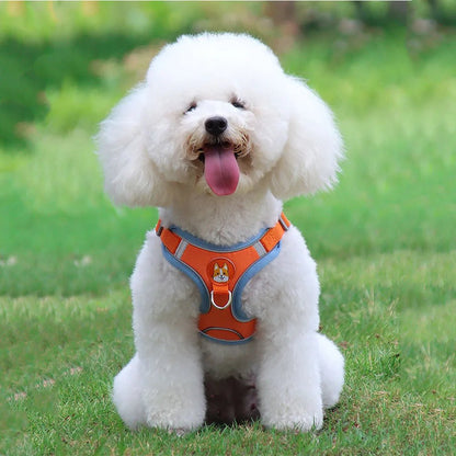 caniche assis avec harnais chien orange bleu