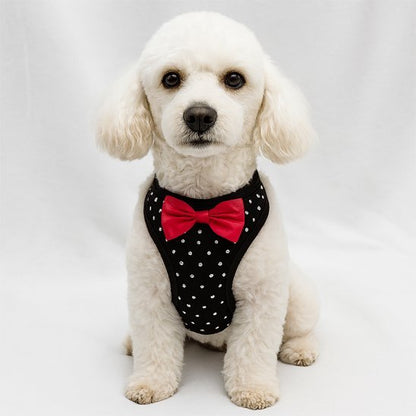 caniche assis avec harnais petit chien noir