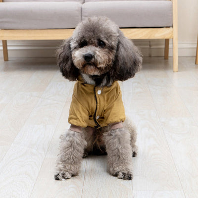 caniche assis avec manteau pour chien kaki