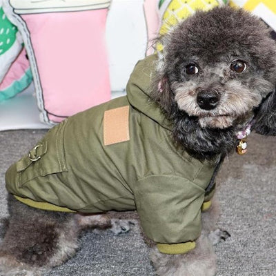 caniche assis en interieur avec manteau pour chien vert militaire