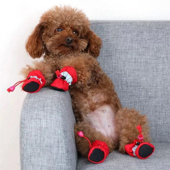 caniche assis sur fauteuil portant chaussure chiens rouge