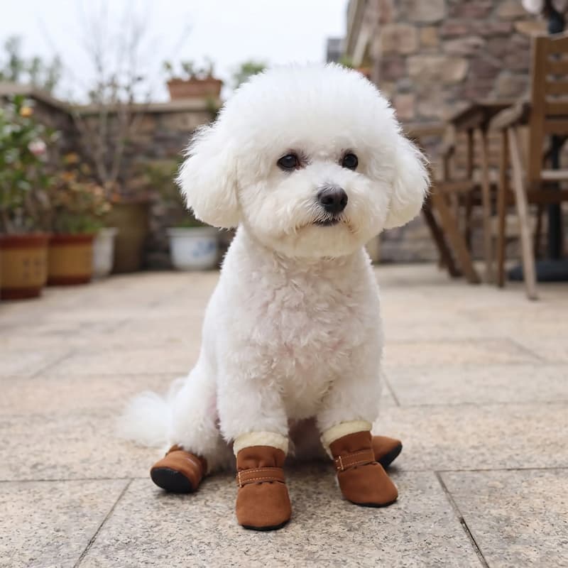 caniche assis terrasse extérieur avec chaussure chien marron velcro