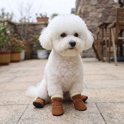caniche assis terrasse extérieur avec chaussure chien marron velcro