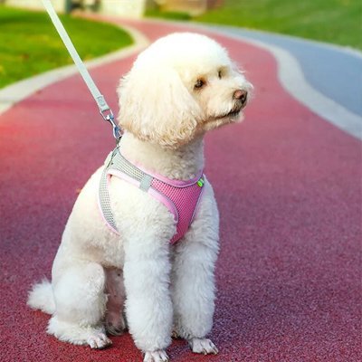 caniche blanc assis avec harnais petit chien rose