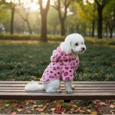 caniche blanc assis banc parc avec manteau chien leopard rose