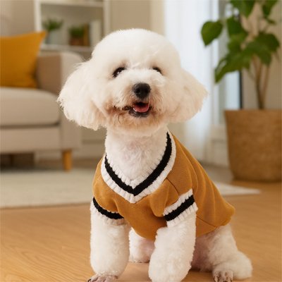 caniche blanc assis dans salon avec pull pour chien camel