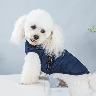 caniche blanc avec manteau pour chien bleu