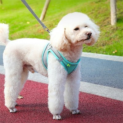 caniche blanc debout avec harnais petit chien turquoise