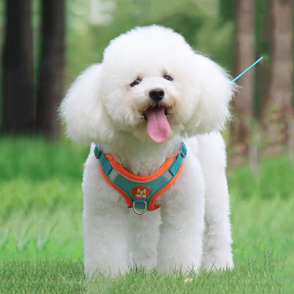 caniche debout dans l herbe harnais chien bleu orange