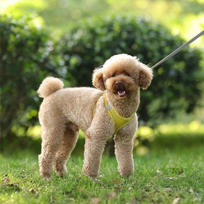 caniche debout dans l herbe harnais petit chien jaune