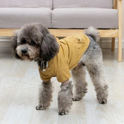 caniche debout interieur avec manteau pour chien kaki