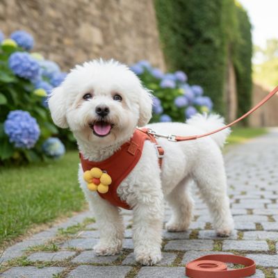 caniche harnais pour petit chien rouge jardin