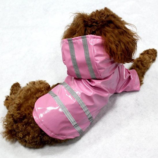 caniche marron allonge avec manteau pour chien rose