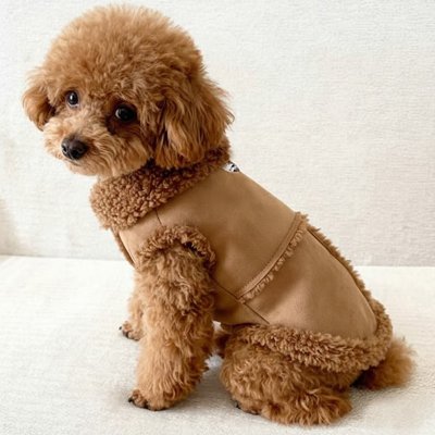 caniche marron assis avec manteau chien marron