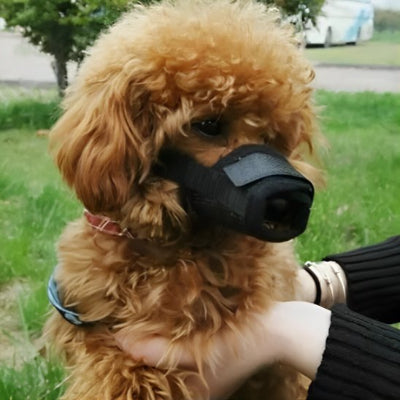 caniche marron assis dans herbe avec museliere noir