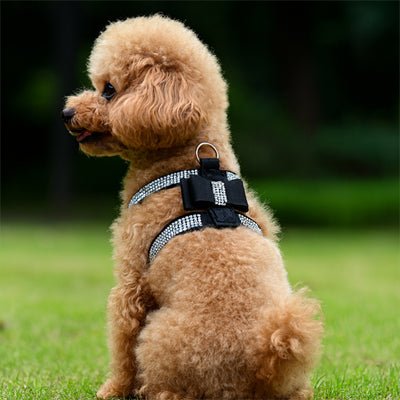 caniche marron assis harnais pour petit chien noir