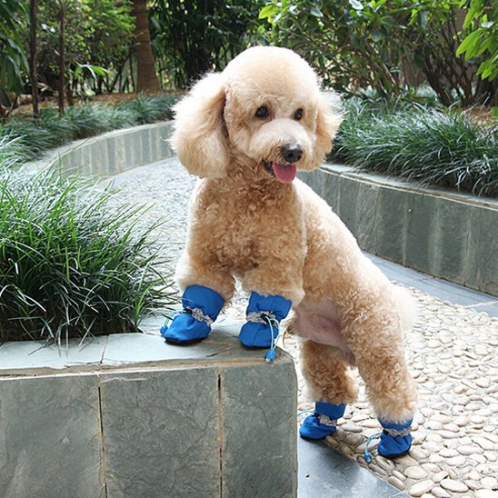 caniche portant chaussure chiens bleu chemin extérieur