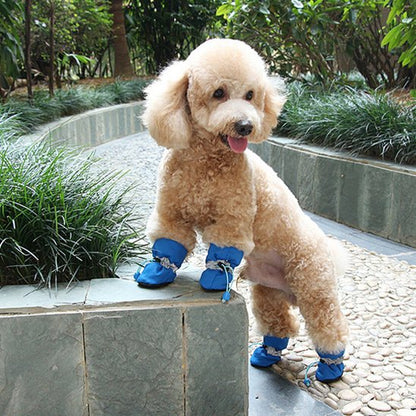 caniche portant chaussure chiens bleu chemin extérieur