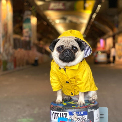 carlin assis portant imperméable chien jaune