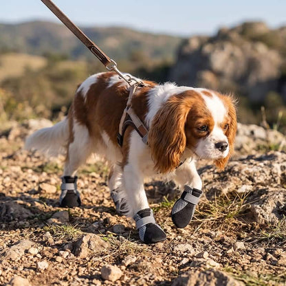 cavalier king charles marchant terrain rocailleux avec chaussure chien noir
