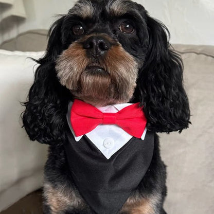 cavalier king charles portant bandana pour chien noeud rouge