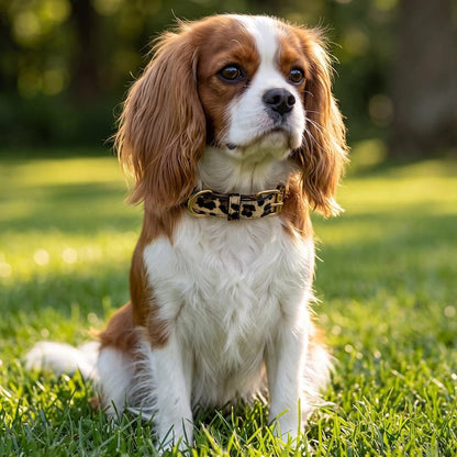 cavalier king charles portant collier pour chien léopard assis herbe